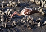 Juvenile Ibis Fishing