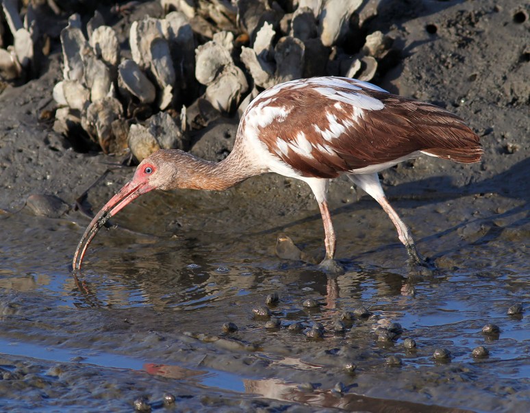 Juvenile Ibis Fishing 