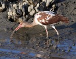 Juvenile Ibis Fishing
