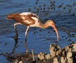 Juvenile Ibis Fishing