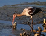 Juvenile Ibis Fishing