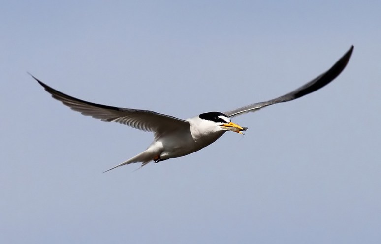 Least Tern Flight with Shrimp