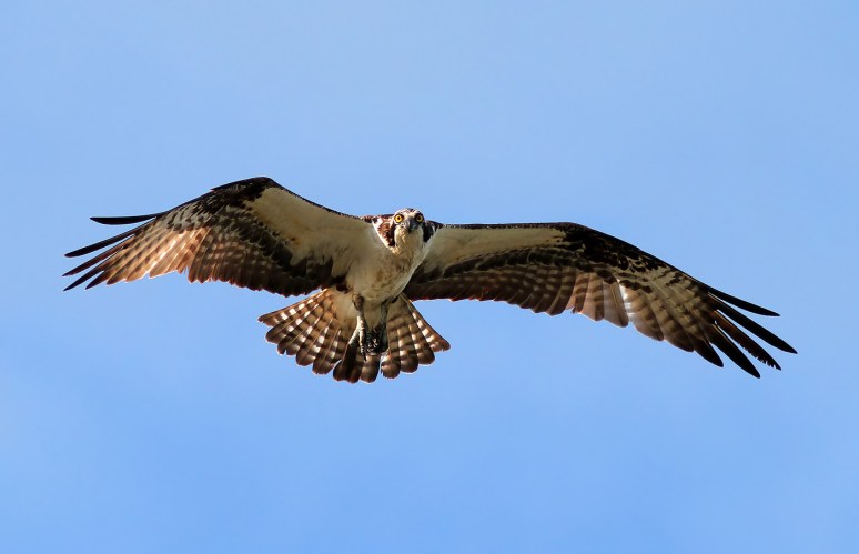 Osprey Flight