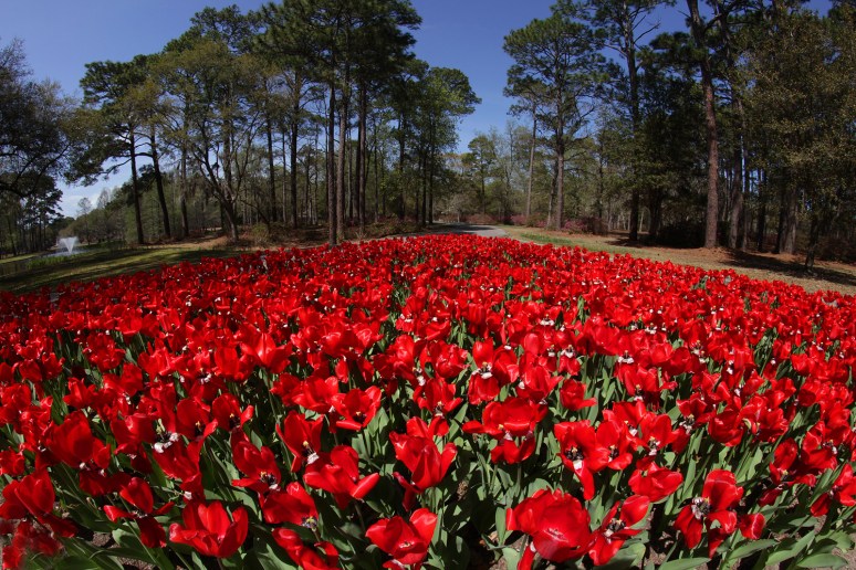 Red Tulips At Brookgreen Gardens