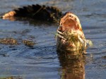 Small Alligator Catches Big&nbsp;Crab
