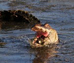 Small Alligator Catches Big&nbsp;Crab