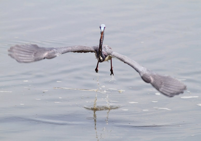 Tricolor Takeoff