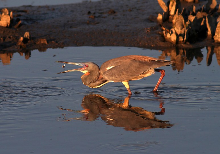 Tricolored Heron Fishing at Sunset 