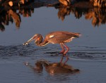 Tricolored Heron Fishing at&nbsp;Sunset