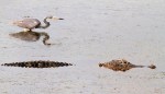Alligator and Tricolored&nbsp;Heron