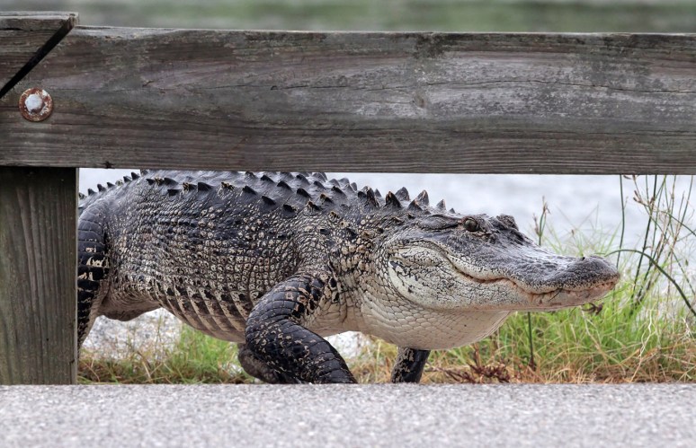Alligator Carefully Walks Across Causeway 