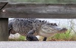 Alligator Carefully Walks Across&nbsp;Causeway