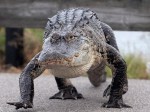 Alligator Carefully Walks Across&nbsp;Causeway