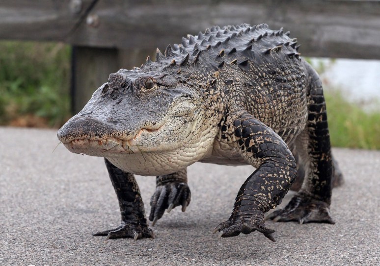 Alligator Carefully Walks Across Causeway 