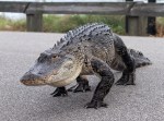Alligator Carefully Walks Across&nbsp;Causeway