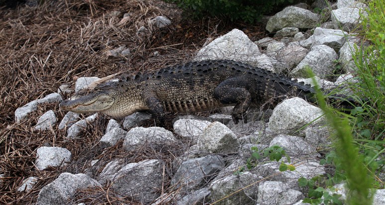 Alligator Carefully Walks Across Causeway 