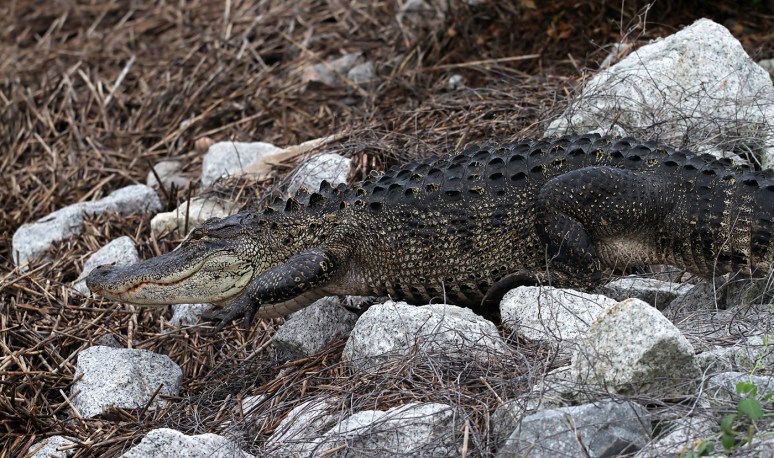 Alligator Carefully Walks Across Causeway 