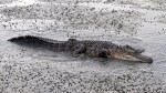 Alligator Carefully Walks Across&nbsp;Causeway