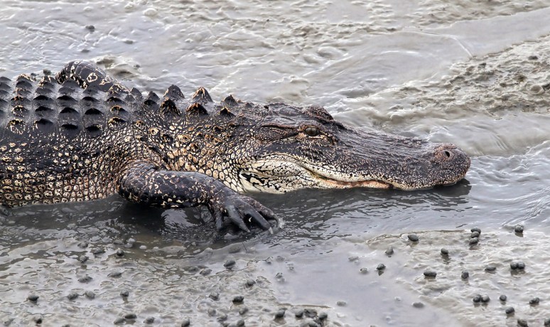 Alligator Carefully Walks Across Causeway 