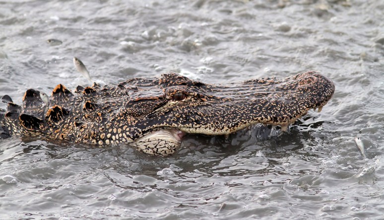 Alligator Fishing in the Salt Marsh 