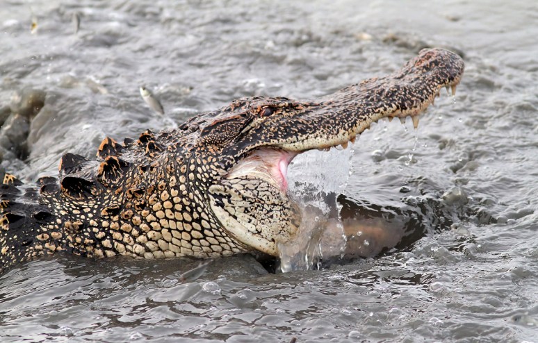Alligator Fishing in the Salt Marsh 