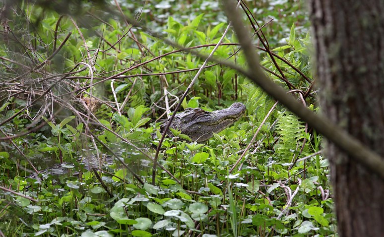 Alligator in Tree