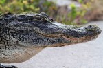 Alligator Out For An Evening&nbsp;Walk