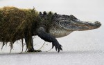 Alligator Out For An Evening&nbsp;Walk