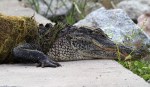 Alligator Out For An Evening&nbsp;Walk