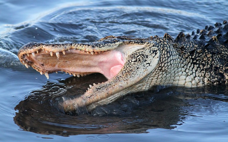 Alligator Splashing