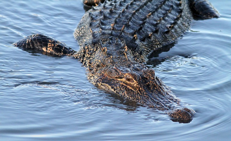 Alligator Splashing