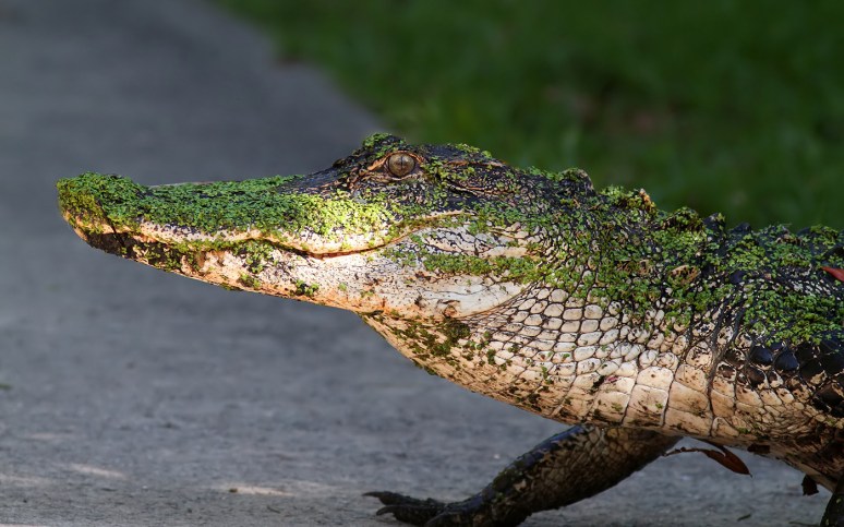 Alligator Walking Into Swamp