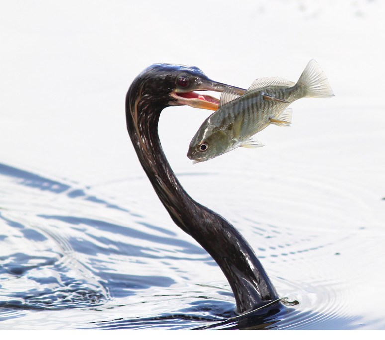 Anhinga Double Skewered Fish