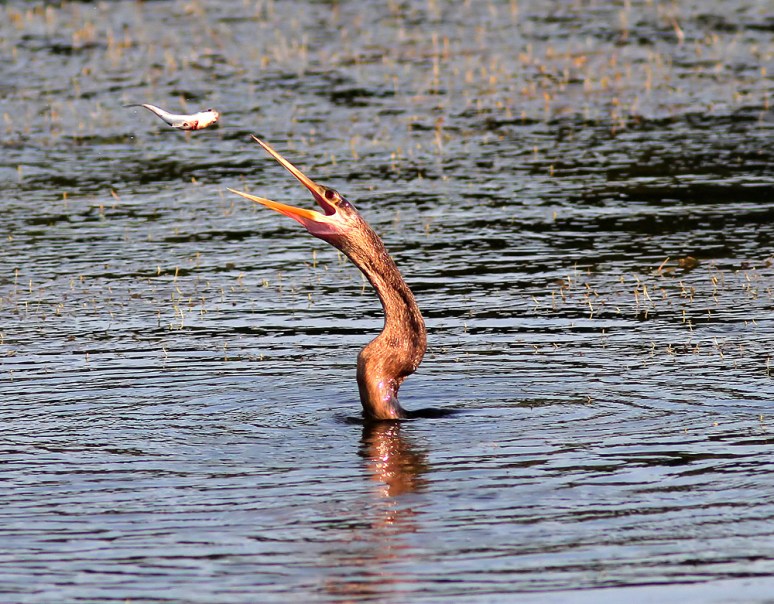Anhinga Fishing in the Evening