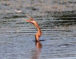 Anhinga Fishing in the&nbsp;Evening