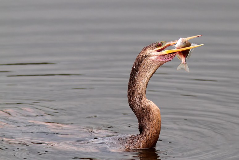 Anhinga Fishing in the Marsh Pond 
