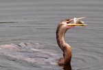 Anhinga Fishing in the Marsh&nbsp;Pond