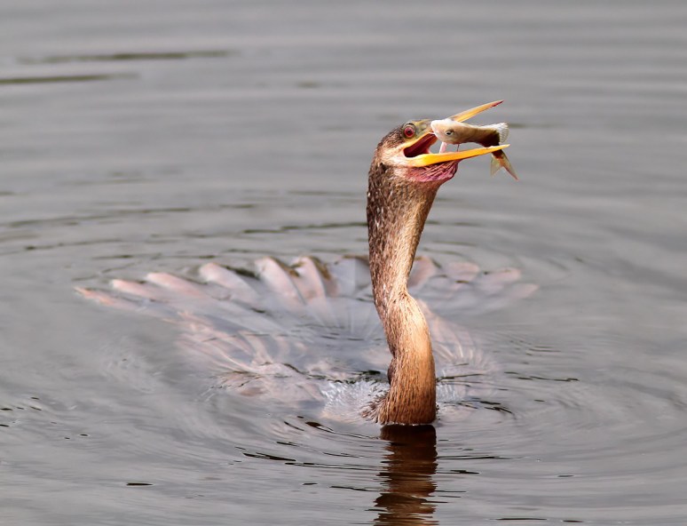 Anhinga Fishing in the Marsh Pond 
