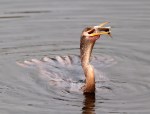 Anhinga Fishing in the Marsh&nbsp;Pond