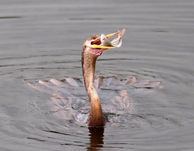 Anhinga Fishing in the Marsh Pond 