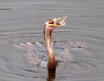 Anhinga Fishing in the Marsh&nbsp;Pond