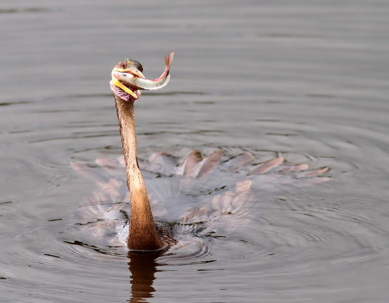 Anhinga Fishing in the Marsh Pond 