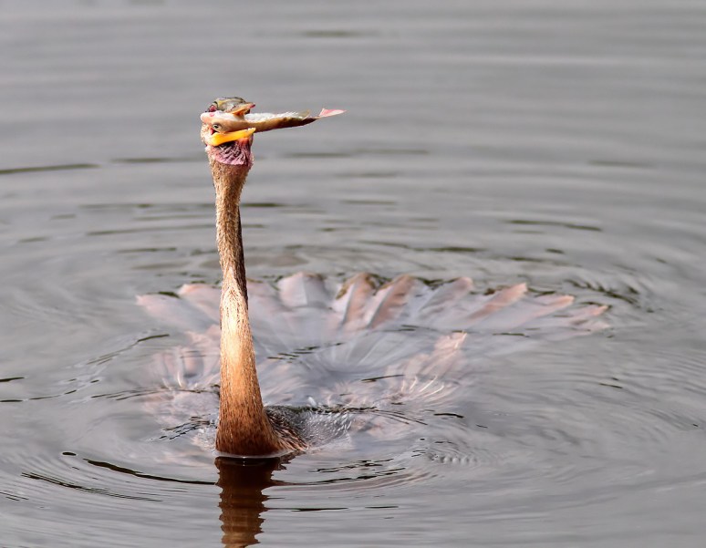Anhinga Fishing in the Marsh Pond 