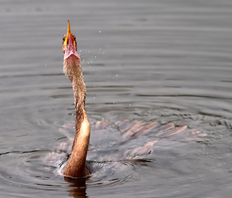 Anhinga Fishing in the Marsh Pond 