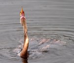 Anhinga Fishing in the Marsh&nbsp;Pond