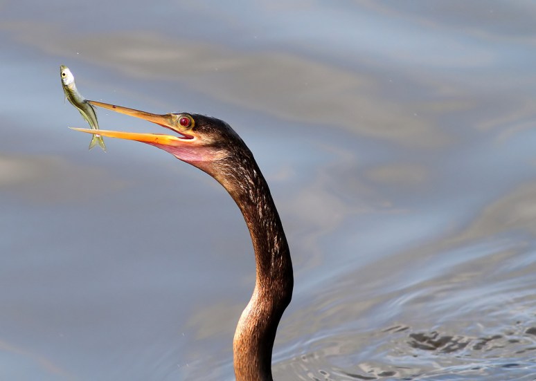 Anhinga Loses a Fish 