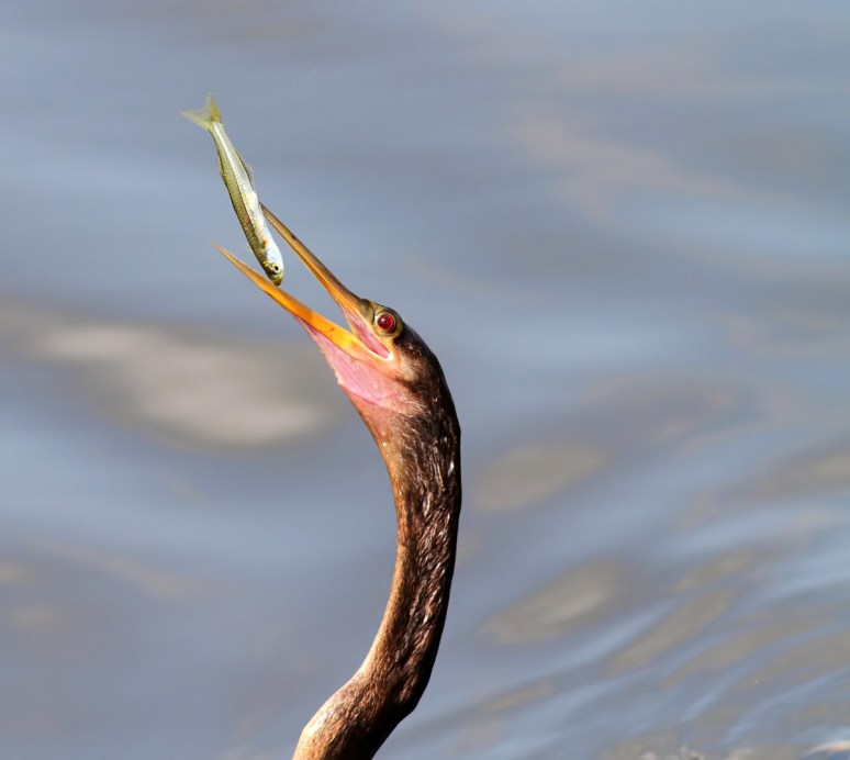 Anhinga Loses a Fish 