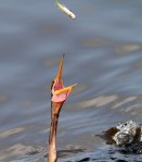 Anhinga Loses a&nbsp;Fish