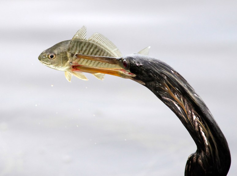 Anhinga Spear Fishing