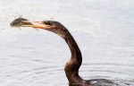 Anhinga Spear Fishing